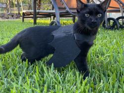 Reunited Male Cat last seen Cypress Lake est , Fort Myers, FL 33919