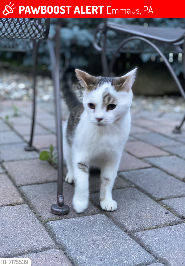 Lost Male Cat last seen Top of the hill on Shimerville rd, Upper ord twp, PA, Emmaus, PA 18049
