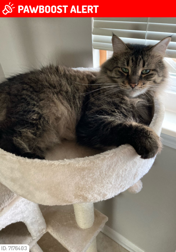 Lost Male Cat In Plymouth Charter Township MI 48170 Named Harry ID 