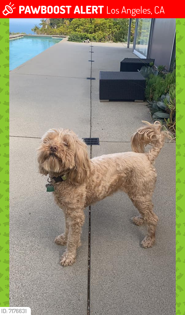 Lost Female Dog last seen the property of 766 Paseo Miramar, Los Angeles, CA 90272