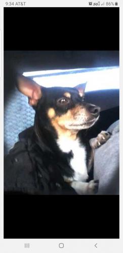 Lost Male Dog last seen Austin and Fullerton , Chicago, IL 60639
