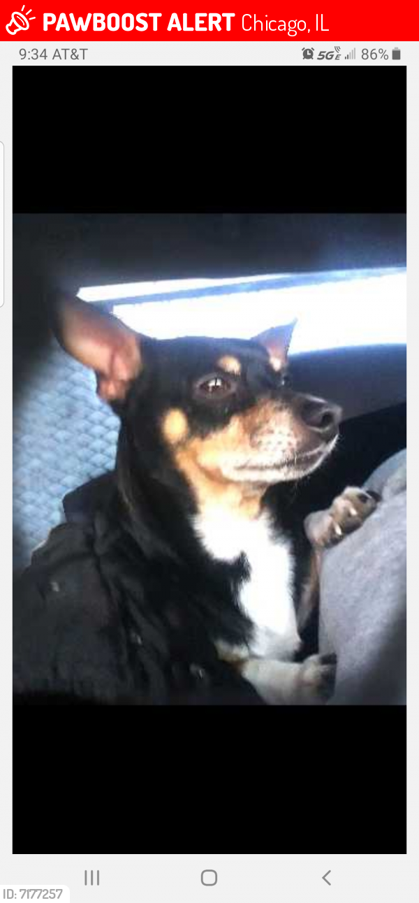 Lost Male Dog last seen Austin and Fullerton , Chicago, IL 60639