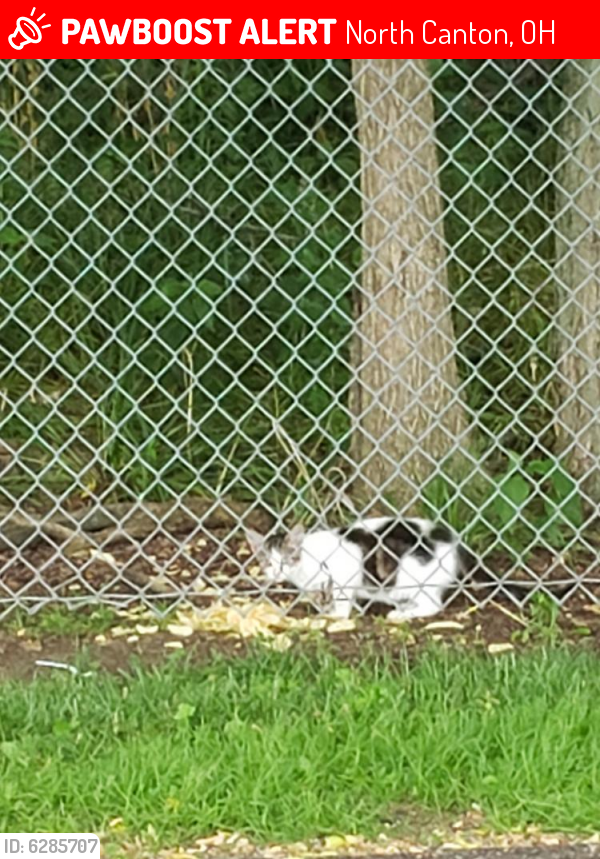 Lost Male Cat in North Canton, OH 44720 Named Orthos (ID 6285707