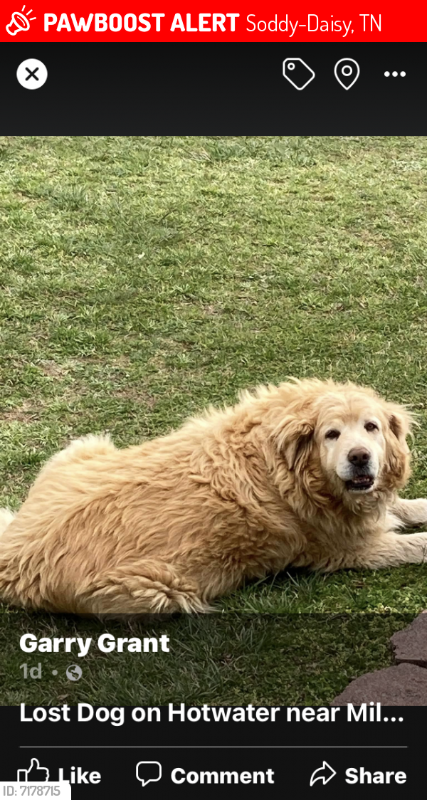 Lost Male Dog last seen Millsaps’s Cemetery , Soddy-Daisy, TN 37379