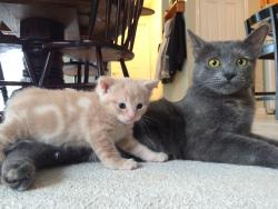 Reunited Female Cat last seen Cinema and Castlerock (Paramount Estates), Grand Rapids, MI 49525