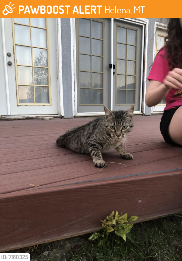 Found/Stray Male Cat in Helena, MT 59602 (ID: 7180325) | PawBoost