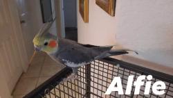 Lost Unknown Bird last seen NW 12 AVENUE and 66 STREET , Miami, FL 33142