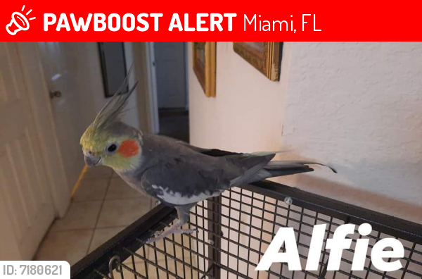 Lost Unknown Bird last seen NW 12 AVENUE and 66 STREET , Miami, FL 33142