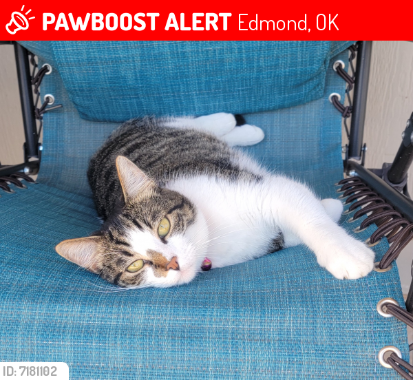 Lost Female Cat last seen 150th/Hefner PKWY, Edmond, OK 73013