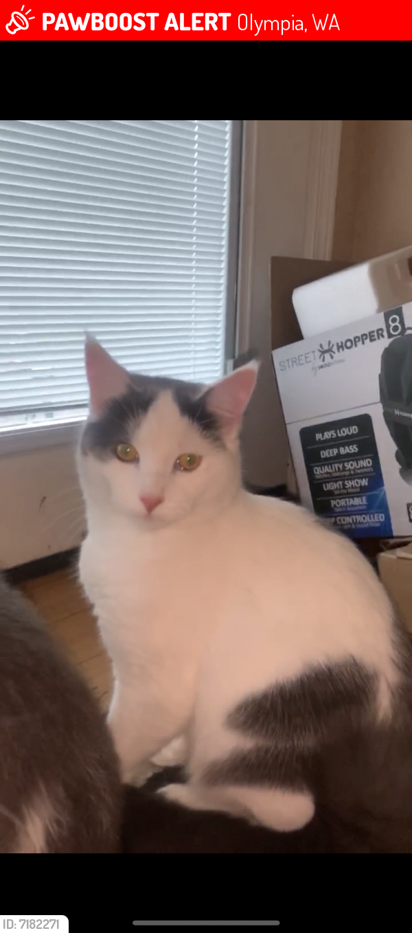 Lost Male Cat last seen Sapp Rd SW, Olympia, WA, Olympia, WA 98512