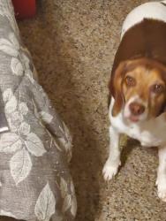 Lost Male Dog last seen Wenonah oxmoor and Coral street, Birmingham, AL 35211