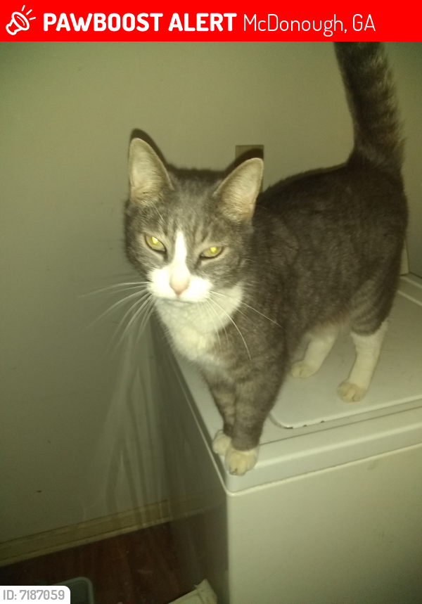 Lost Male Cat last seen Highland/sunset rd, McDonough, GA 30253