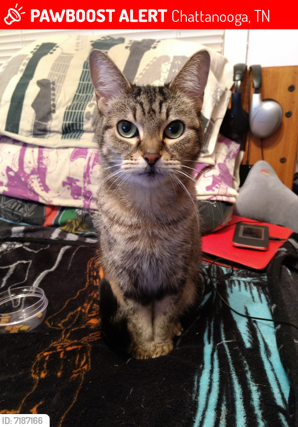 Lost Female Cat last seen between Hickory Valley and North Concord, Chattanooga, TN 37421