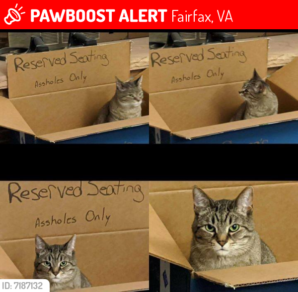 Lost Male Cat last seen Allison Circle and Maple Street Fairfax, Fairfax, VA 22032