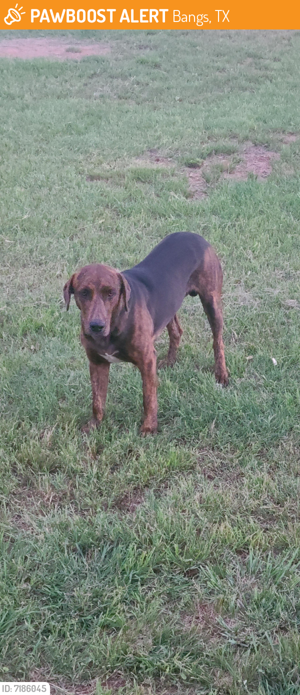 Found/Stray Male Dog last seen 6th and Fitzgerald , Bangs, TX 76823