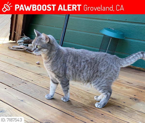 Lost Female Cat last seen Clements Rd., Groveland, CA 95321