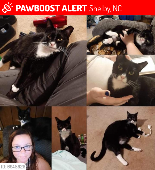 Lost Male Cat last seen Wooded lane , Shelby, NC 28152