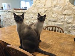 Lost Male Cat last seen Ottawa Run and Warbler Way, Shavano Park, TX 78231