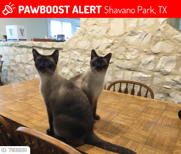 Lost Male Cat last seen Ottawa Run and Warbler Way, Shavano Park, TX 78231