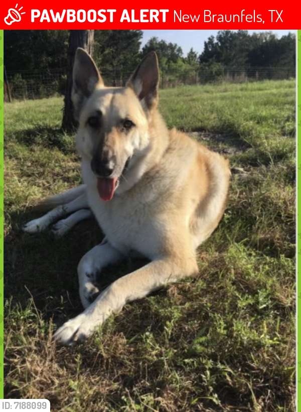 Lost Female Dog last seen New Braunfels Vet Clinic, New Braunfels, TX, New Braunfels, TX 78130