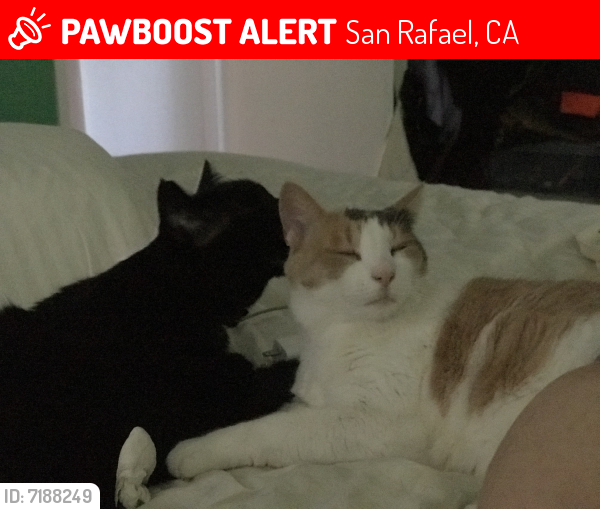 Lost Male Cat last seen Near Roundtree Blvd, San Rafael, CA 94903