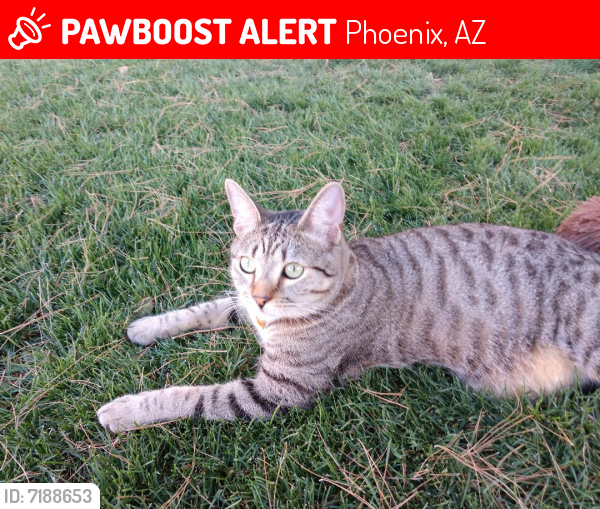 Lost Male Cat last seen 44th st. and Elliot in Ahwatukee , Phoenix, AZ 85044