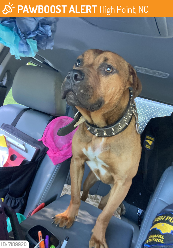 High Point NC Stray Male Dog Found Near Camden Ave PawBoost