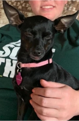 Lost Female Dog last seen Ross & 85th St N, Valley Center, KS 67147