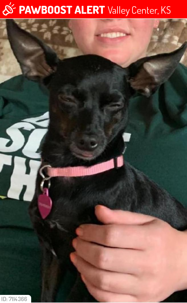 Lost Female Dog last seen Ross & 85th St N, Valley Center, KS 67147