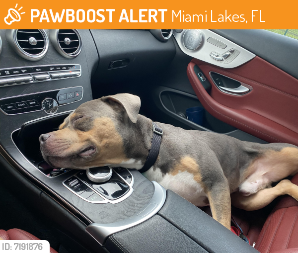Found/Stray Male Dog last seen commerce way , Miami Lakes, FL 33014