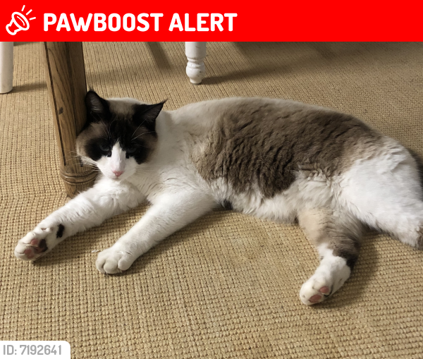 Lost Male Cat last seen Behind Savannah ests neighborhood , Hamilton County, TN 37341