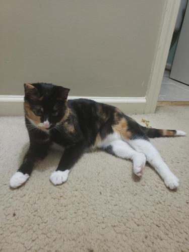Lost Female Cat last seen South Old Mansfield Rd and W Fourth St, Keene, TX 76059
