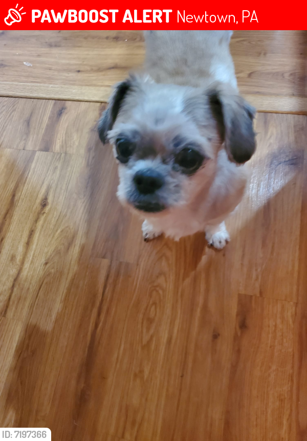 Lost Female Dog last seen Brownsburg and Thompson Mill Rd, Newtown, PA 18940