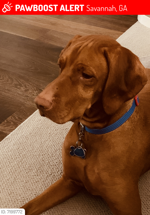 Lost Male Dog last seen Shellwind Dr & Islanders Retreat, Savannah, GA 31411