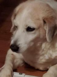 Lost Female Dog last seen Charles Crutcher drive / hwy 1882, Vine Grove, KY 40175