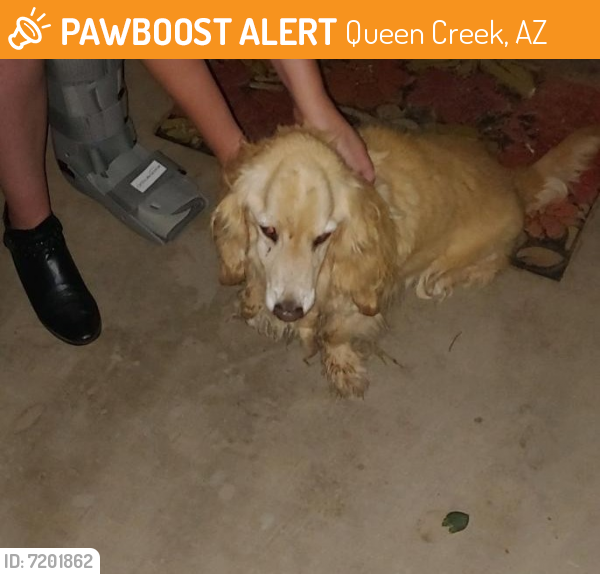 Found/Stray Male Dog last seen Hawes Rd and Riggs Rd, Queen Creek, AZ 85242