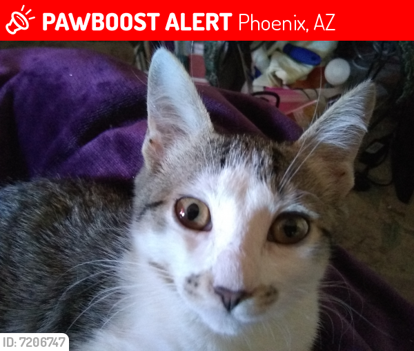 Lost Female Cat last seen SW of 42nd Place & Broadway - Cotton Center Industrial Park, Phoenix, AZ 85040