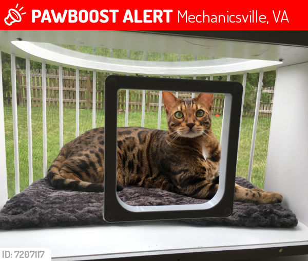 Lost Male Cat last seen Thornecrest Dr near Cool Spring Rd, Mechanicsville, VA 23116