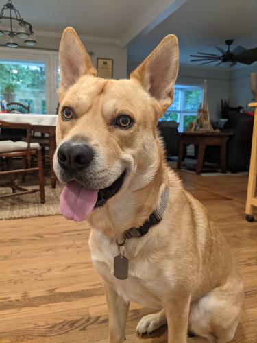 Lost Male Dog last seen Sycamore Lane and Oaktree Rd, Rockville, MD 20853