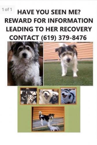 Lost & Found Dogs, Cats, and Pets in Temecula, CA 92563 - Page 1 | PawBoost