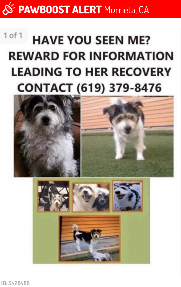 Lost Female Dog last seen Near Olympia Rose Dr, Murrieta, CA 92563
