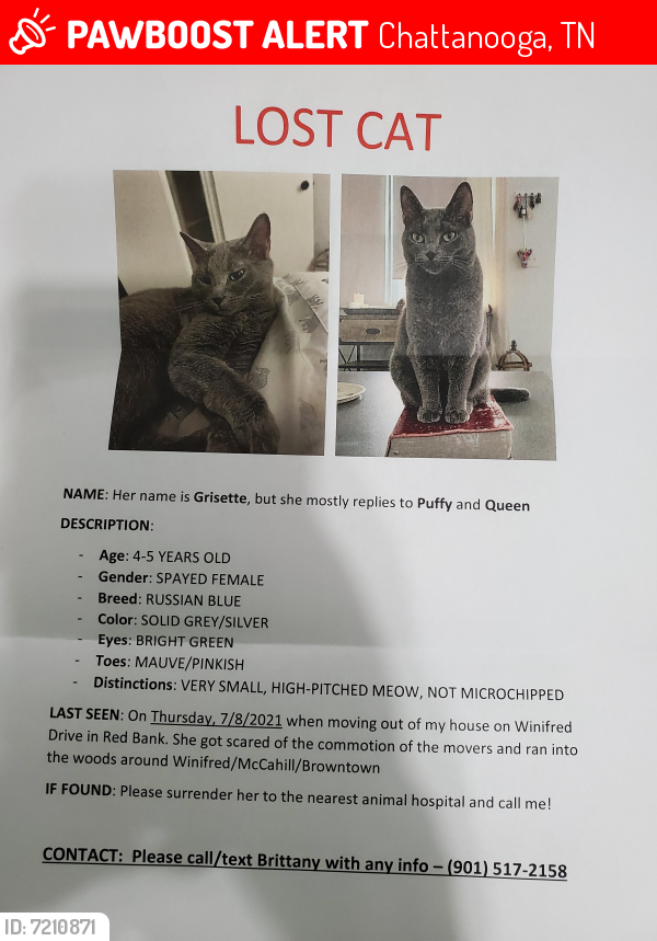 Lost Female Cat last seen Winifred, browntown, mcCahill, Chattanooga, TN 37415