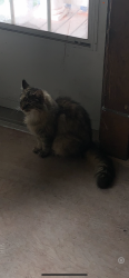 Lost Male Cat last seen E.Washington St. N. Hawthorne Ln, Indianapolis, IN 46219