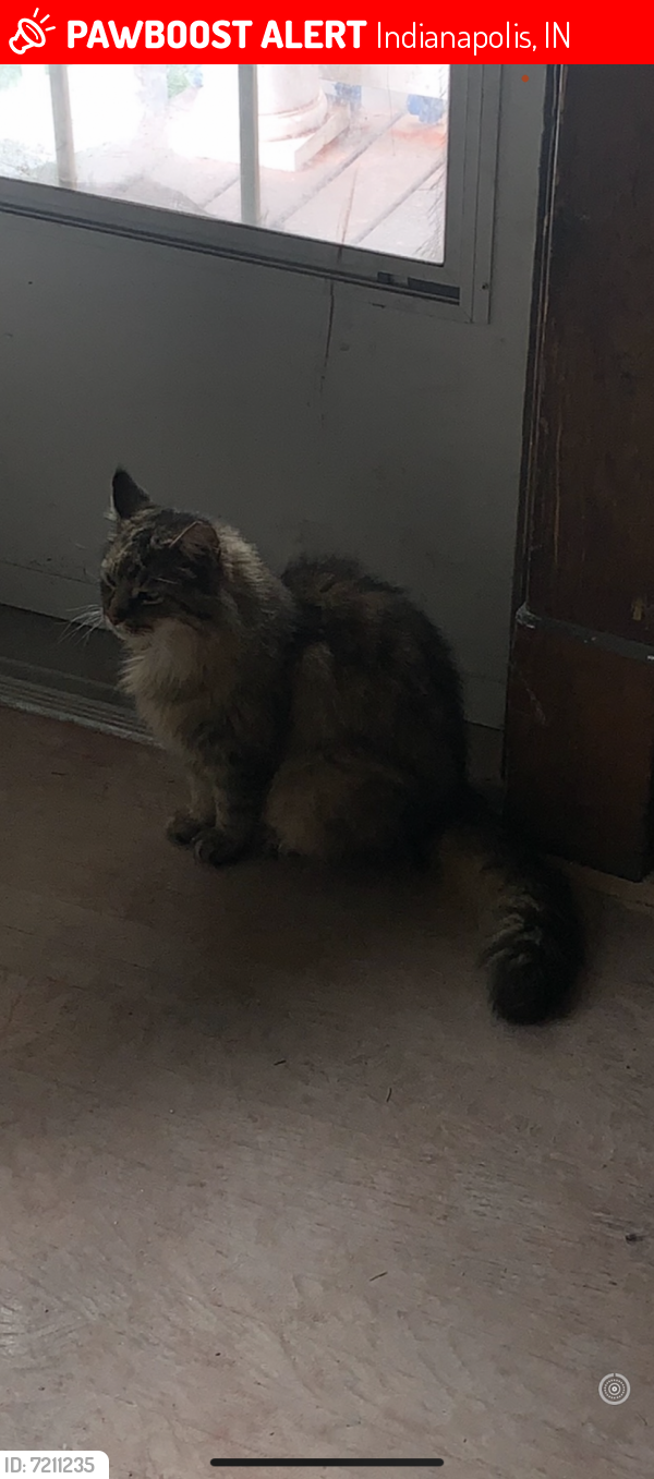 Lost Male Cat last seen E.Washington St. N. Hawthorne Ln, Indianapolis, IN 46219