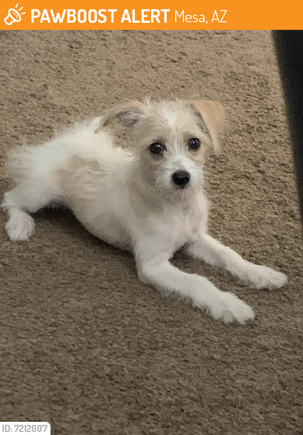 Rehomed Female Dog in Mesa, AZ 85202 (ID 7212007) PawBoost