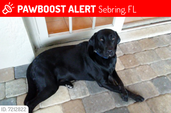 Lost Male Dog last seen Lakeview and Hotiyee, Sebring, FL 33870