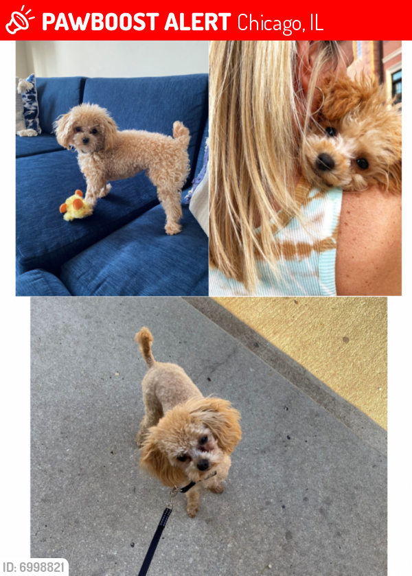 Lost Male Dog last seen West Wolfram and North Paulina Street, Chicago, IL 60657