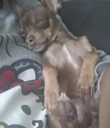 Reunited Male Dog last seen 75th Ave missouri, Phoenix, AZ 85013