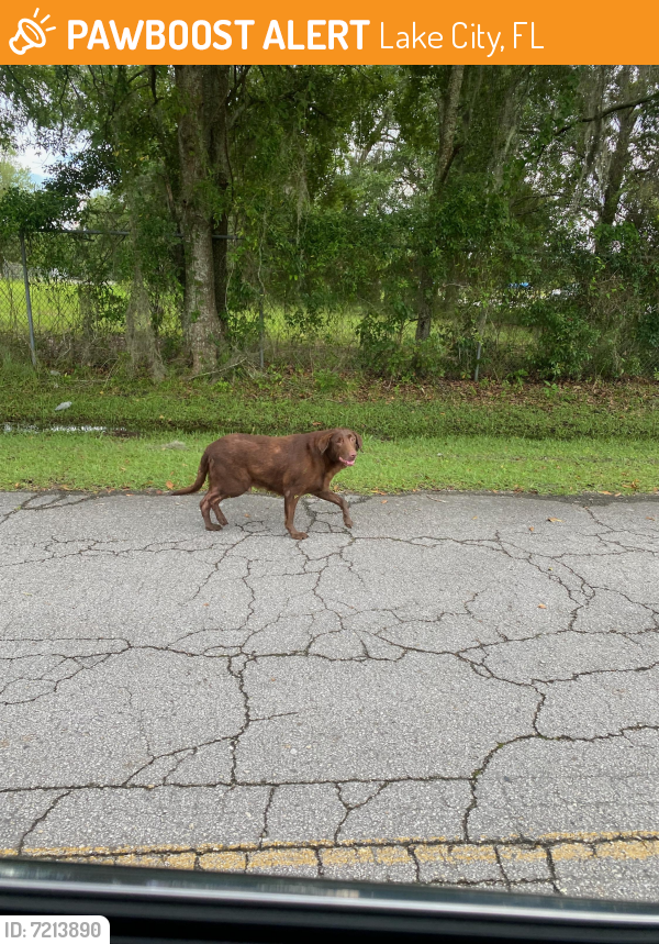 Found/Stray Male Dog last seen Lake City Mall area, Lake City, FL 32055