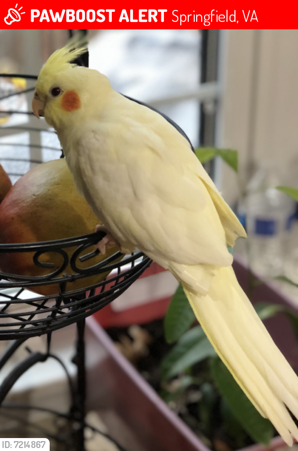 Lost Unknown Bird last seen Alban and Pohick road intersection , Springfield, VA 22153
